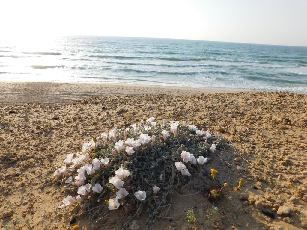 Sunrise Apartment Ashkelon Exterior photo